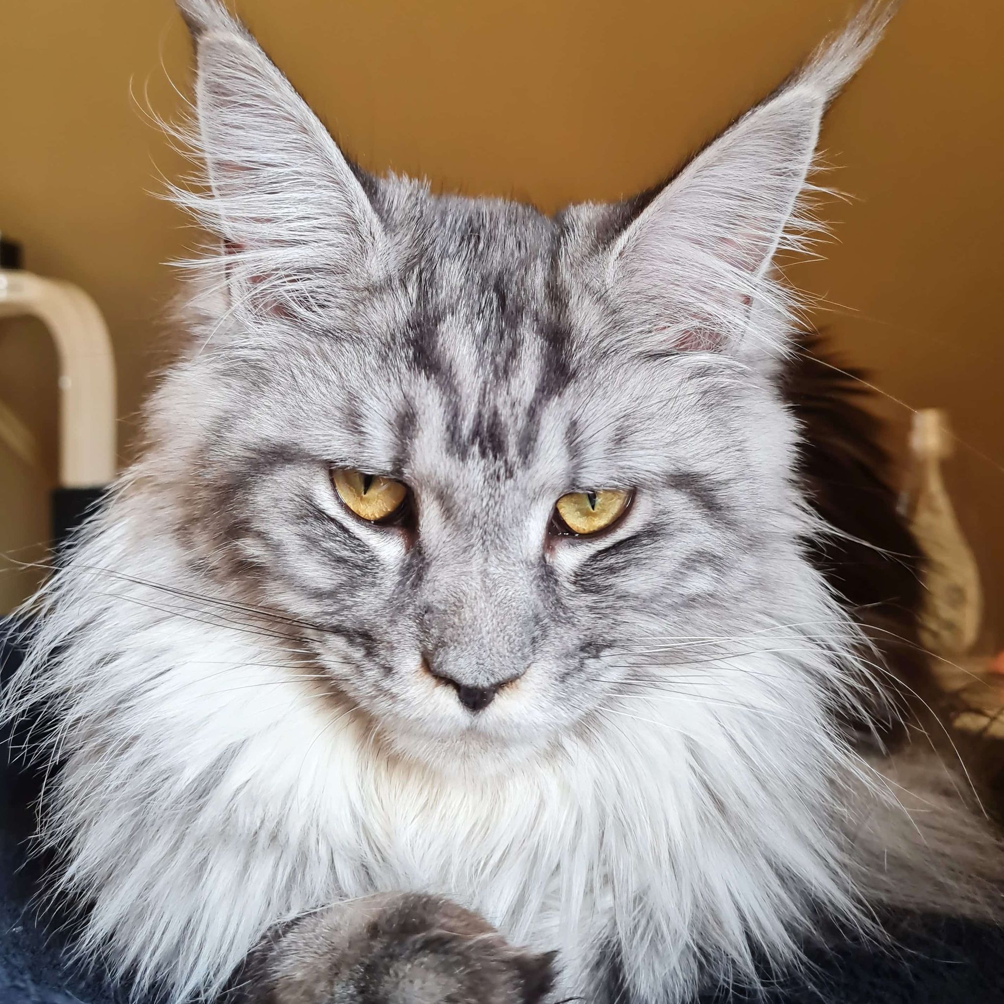 DE* Campodacoon’s Nabou – Maine Coon Cattery Millbridge